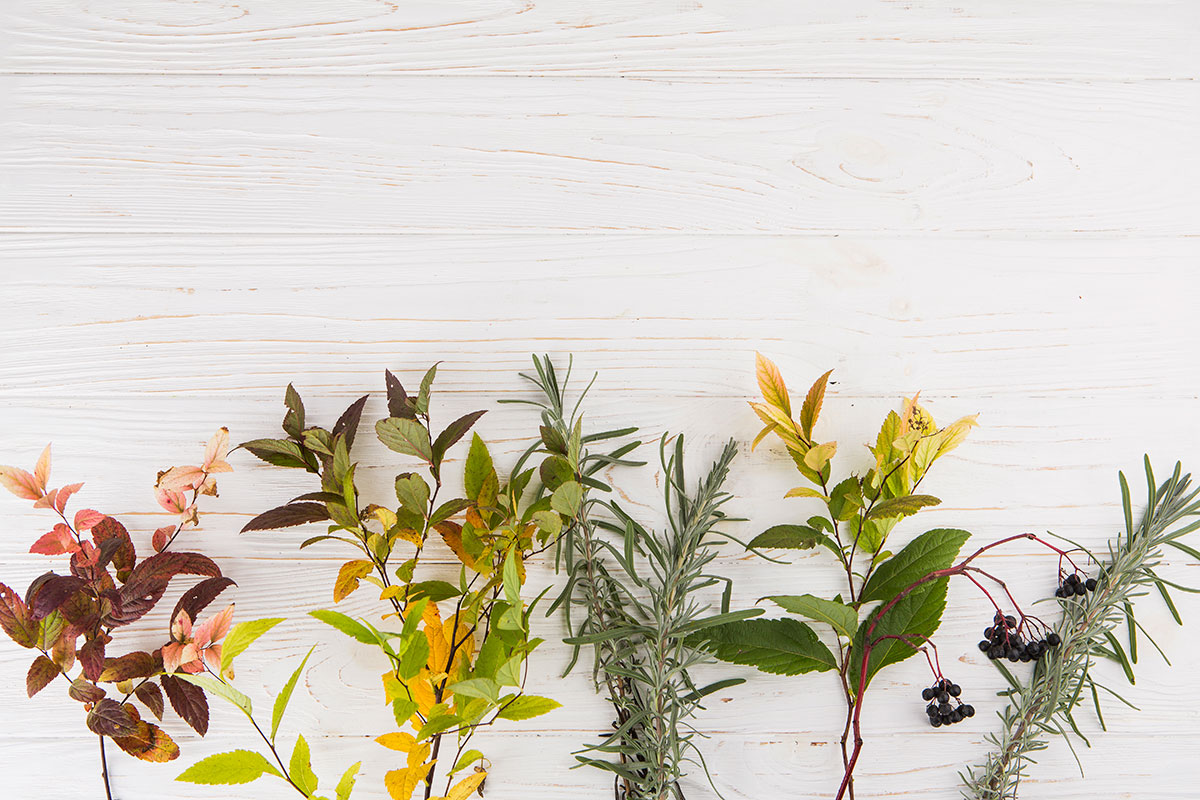 ¿Qué Plantas Medicinales Pueden Ayudar a Relajar la Musculatura y Mejorar la Circulación?