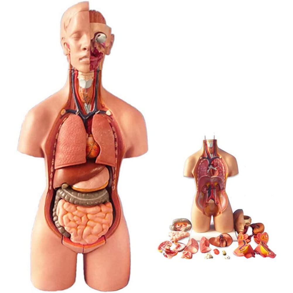 Dolor en la parte interna del muslo: disfunciones viscerales poco conocidas