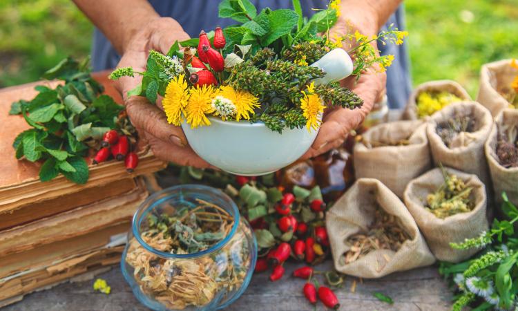 ¿Cómo las Plantas Pueden Ayudar a Regular el Organismo