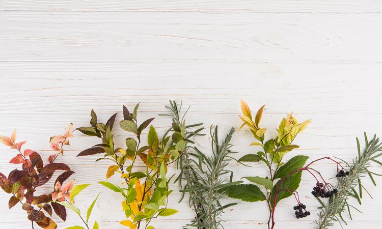 ¿Qué Plantas Medicinales Pueden Ayudar a Relajar la Musculatura y Mejorar la Circulación?