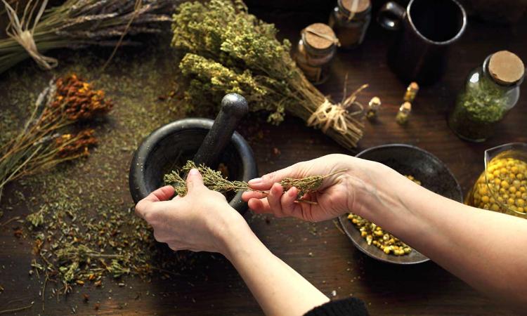 Fitoterapia en el Tratamiento del Dolor: ¿Qué Plantas Medicinales Realmente Funcionan?